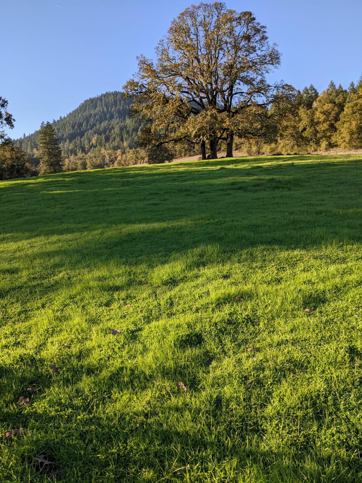 Black Angus cattle grazing under native oak trees at Spencer Shadow Ranch